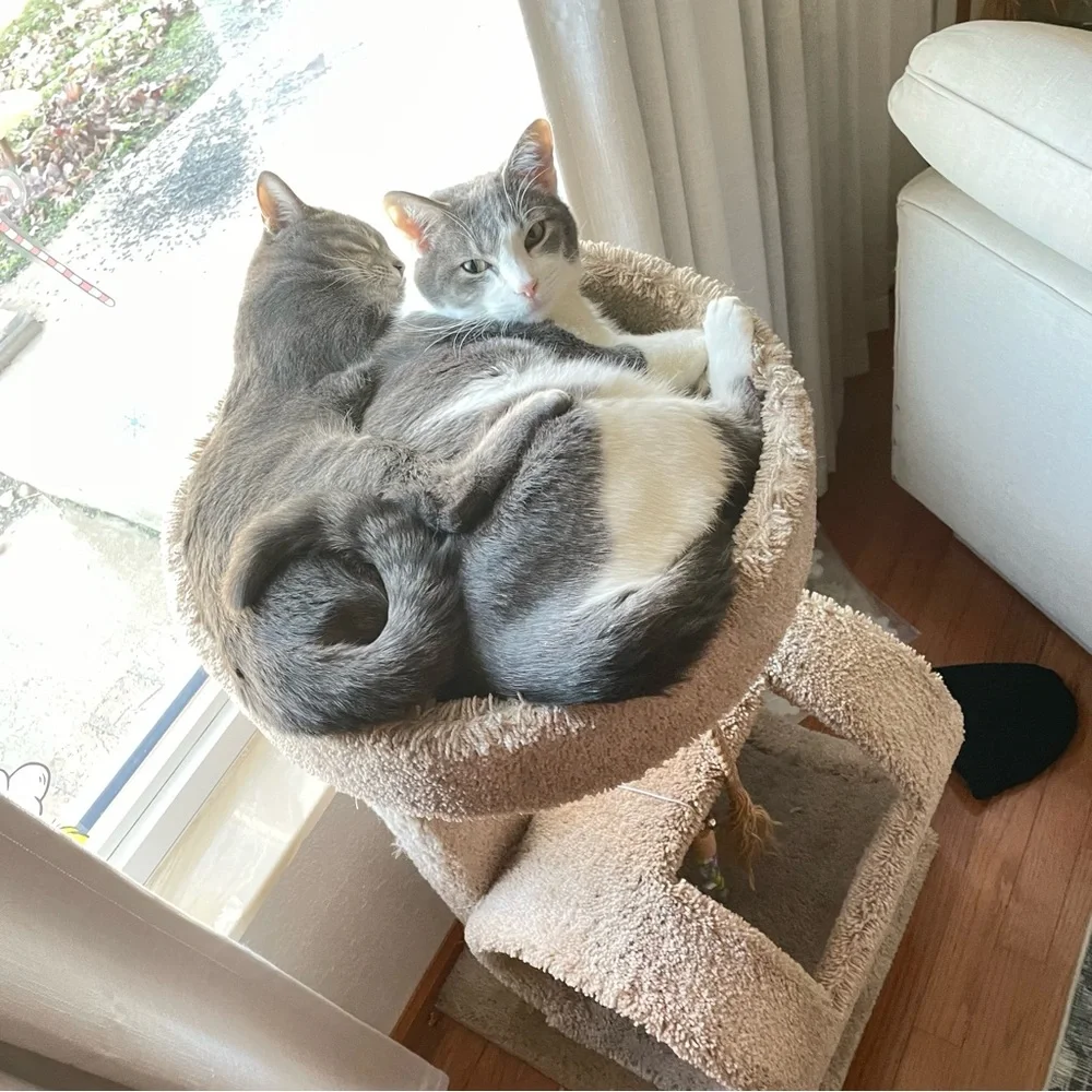 George & Daisy - Picture 4 of 12
